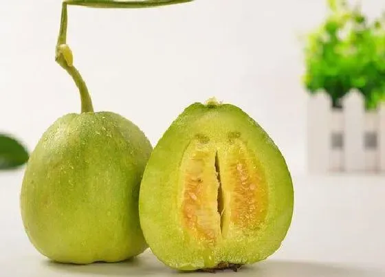 蔬菜|甜瓜是水果还是蔬菜