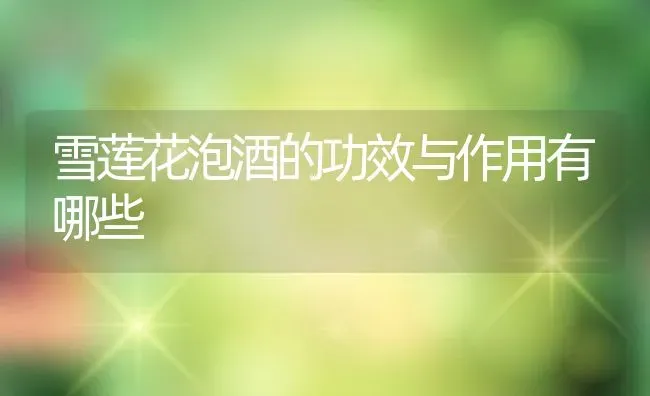 雪莲花泡酒的功效与作用有哪些 | 养殖资料投稿
