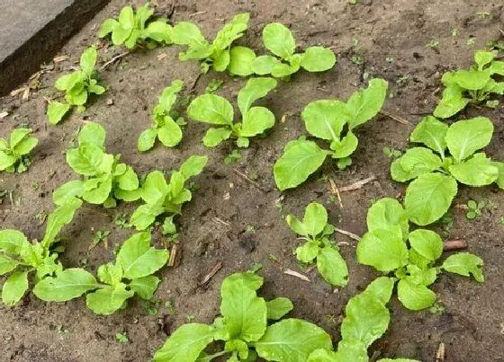 种菜|5月份适合种什么菜 五月种植什么蔬菜最好