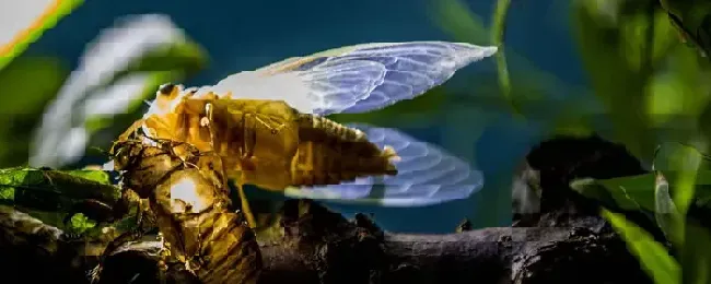金蝉养殖多久出栏