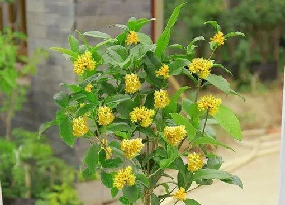 种植前景|桂花北方可以种吗