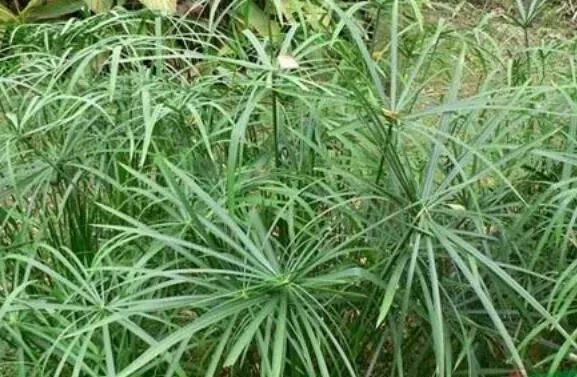 风车草的功效与作用 风车草的食用禁忌