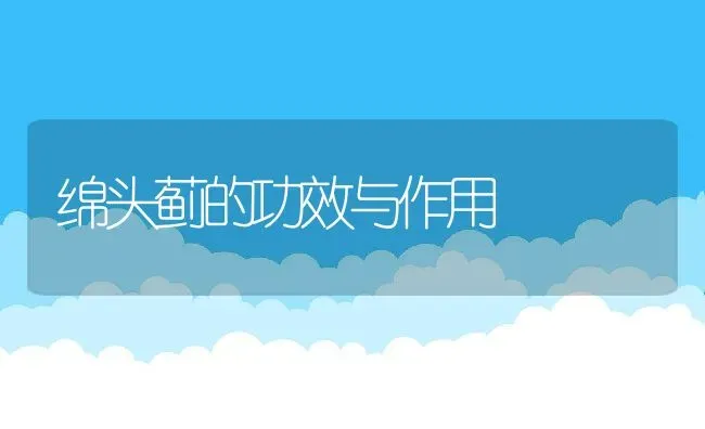 绵头蓟的功效与作用 | 养殖资料投稿