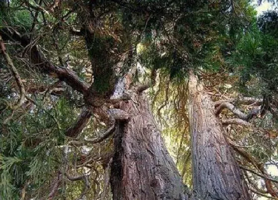 种植前景|沉香木种植条件 生长环境的气候条件