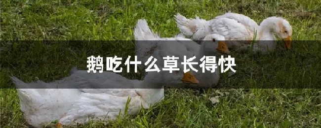 鹅吃什么草长得快