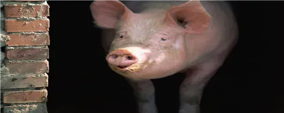 母猪体温39度不吃食怎么办