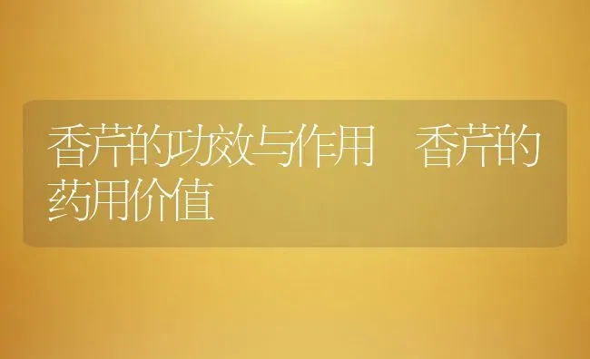 香芹的功效与作用 香芹的药用价值 | 养殖资料投稿