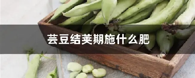 芸豆结荚期施什么肥