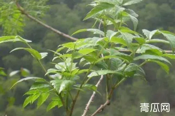 金丝苦练的功效与作用