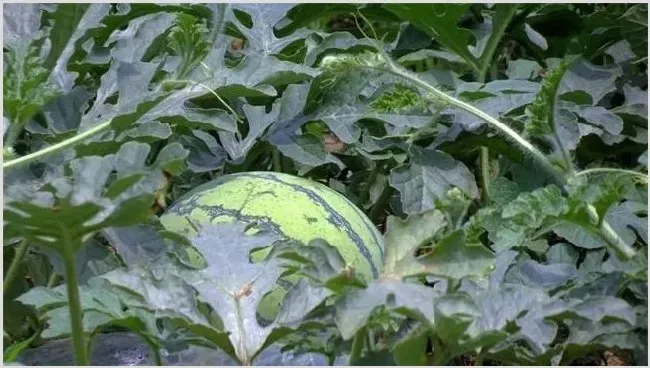 西瓜种植赚钱吗 | 致富养殖项目