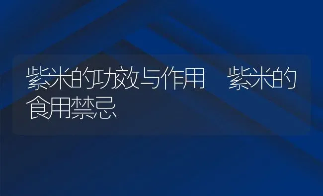 紫米的功效与作用 紫米的食用禁忌 | 养殖资讯