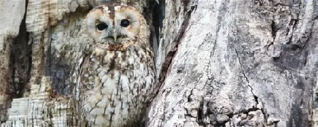 晚上怎么驱赶猫头鹰