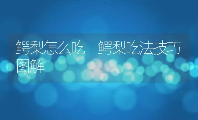 鳄梨怎么吃 鳄梨吃法技巧图解 | 养殖资料投稿