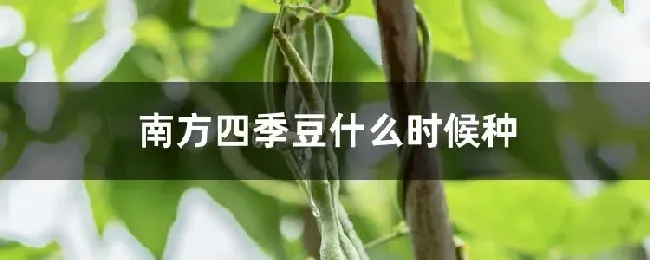 南方四季豆什么时候种