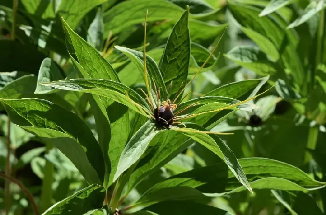 七叶一枝花的别名和药用价值