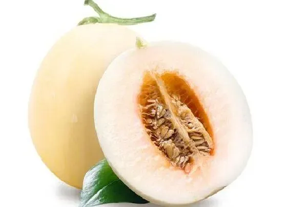 蔬菜|甜瓜是水果还是蔬菜