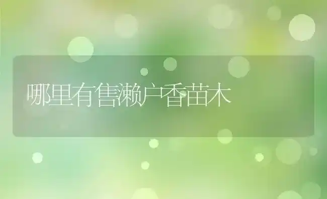 哪里有售濑户香苗木 | 养殖资讯