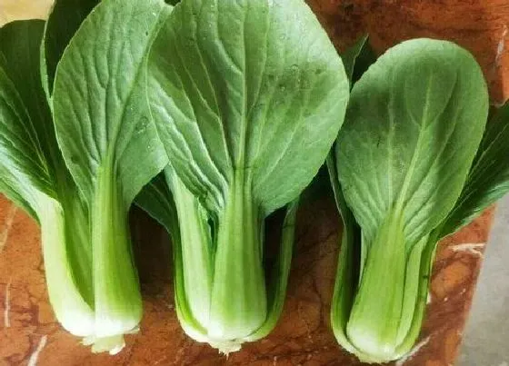 蔬菜|上海青是什么菜