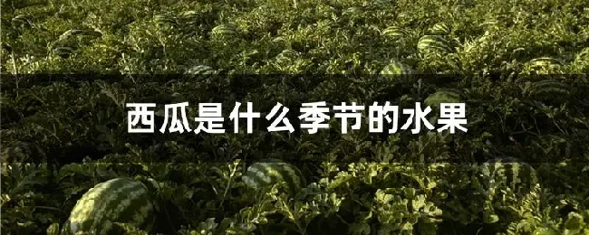 西瓜是什么季节的水果