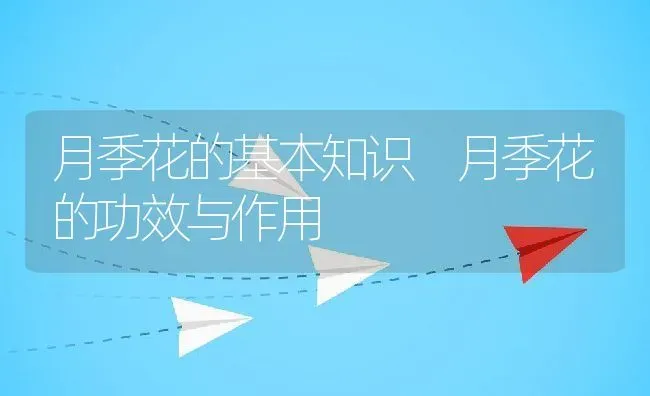 月季花的基本知识 月季花的功效与作用 | 养殖资料投稿