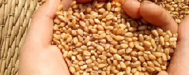 小麦种子怎么种水培附水培注意事项