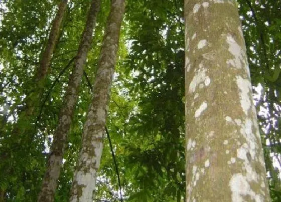 种植前景|沉香木种植条件 生长环境的气候条件