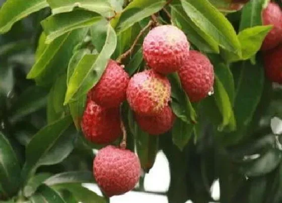 种植前景|荔枝的种植条件 种植区域气候与环境要求