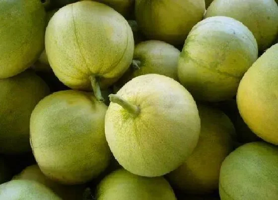 蔬菜|甜瓜是水果还是蔬菜