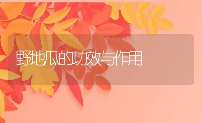 野地瓜的功效与作用 | 养殖资料投稿