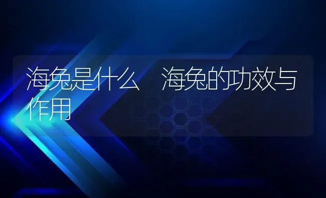 海兔是什么 海兔的功效与作用 | 养殖资料投稿
