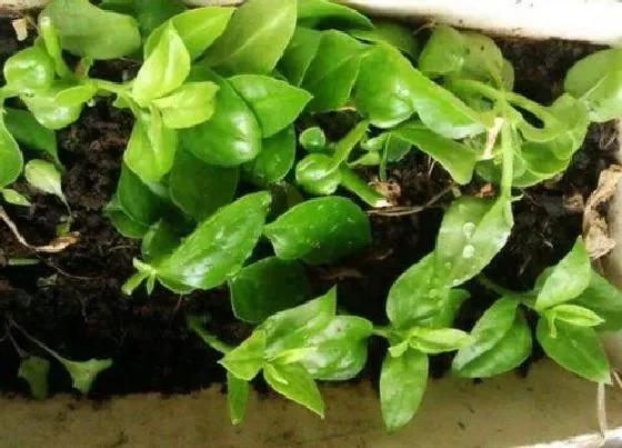 蔬菜|木耳菜是什么菜