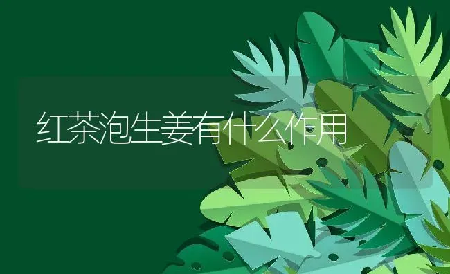 红茶泡生姜有什么作用 | 养殖资料投稿