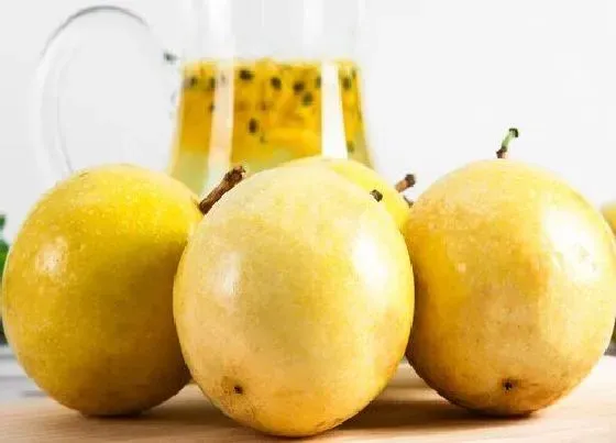 蔬菜|百香果是水果还是蔬菜
