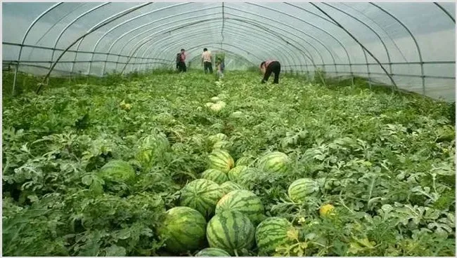 西瓜种植赚钱吗 | 致富养殖项目