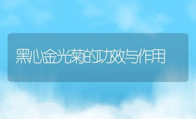 黑心金光菊的功效与作用 | 养殖资料投稿