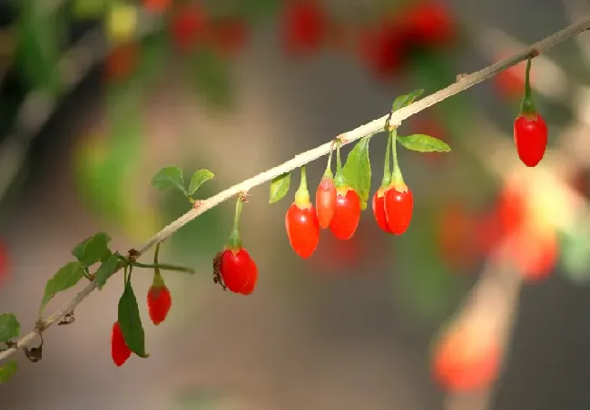 枸杞的功效，种植须知