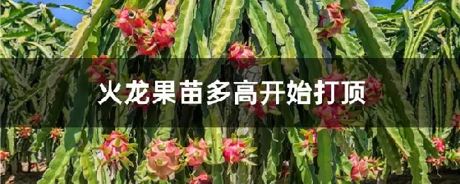 火龙果苗多高开始打顶