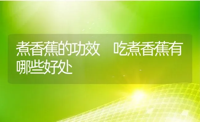 煮香蕉的功效 吃煮香蕉有哪些好处 | 养殖资料投稿