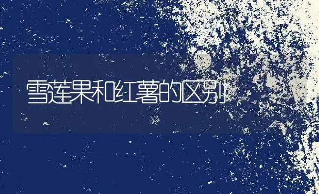 雪莲果和红薯的区别 | 养殖资料投稿