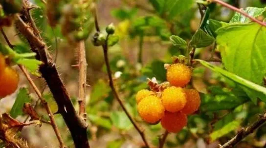 黄泡根泡酒有什么作用