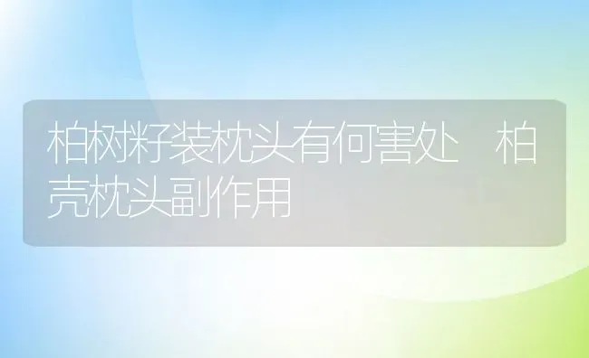 柏树籽装枕头有何害处 柏壳枕头副作用 | 养殖资料投稿