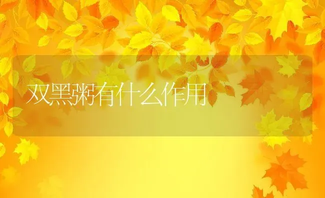 双黑粥有什么作用 | 养殖资料投稿