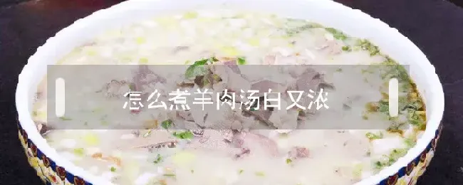 怎么煮羊肉汤白又浓