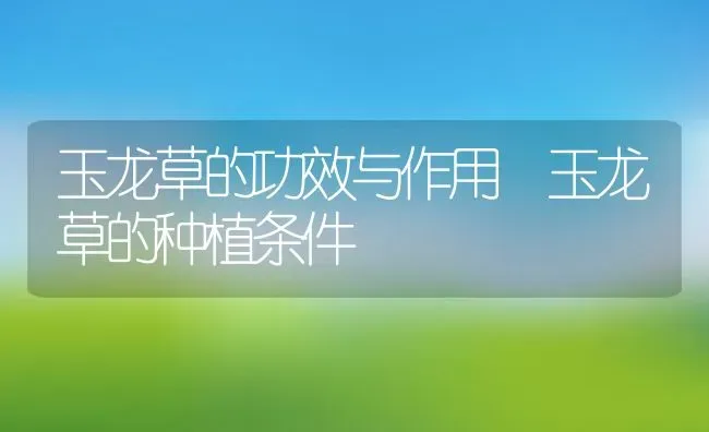玉龙草的功效与作用 玉龙草的种植条件 | 养殖资料投稿
