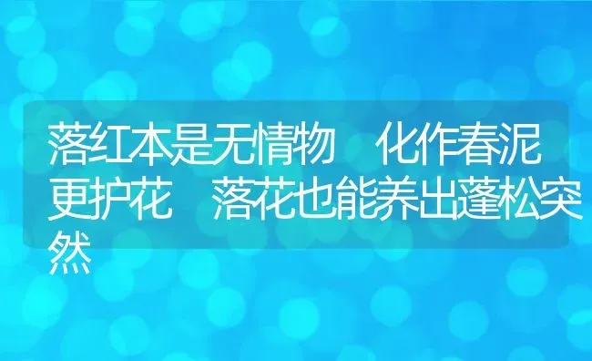 落红本是无情物 化作春泥更护花 落花也能养出蓬松突然 | 养殖资料投稿