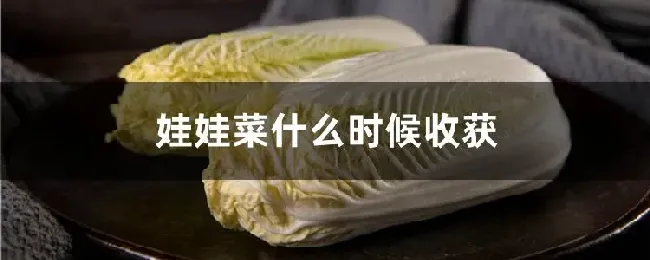 娃娃菜什么时候收获