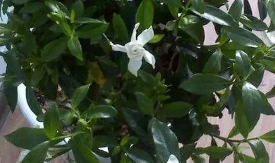 铁茉莉的养殖方法 铁茉莉掉叶子怎么回事