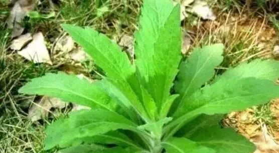 小飞蓬草煮水洗澡的功效 小飞蓬草的药用价值