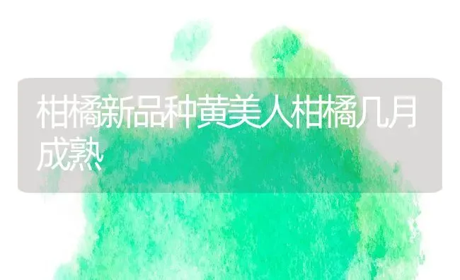 柑橘新品种黄美人柑橘几月成熟 | 养殖资讯