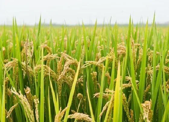 种植前景|2022年适合种什么农作物前景最好（农村种植什么赚钱）